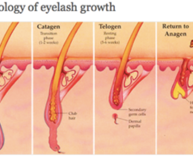 phsyiology of eyelashes